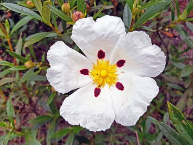 Çiçek açması sakız laden - Alentejo Portekiz heath alanlardan cistus ladanifer