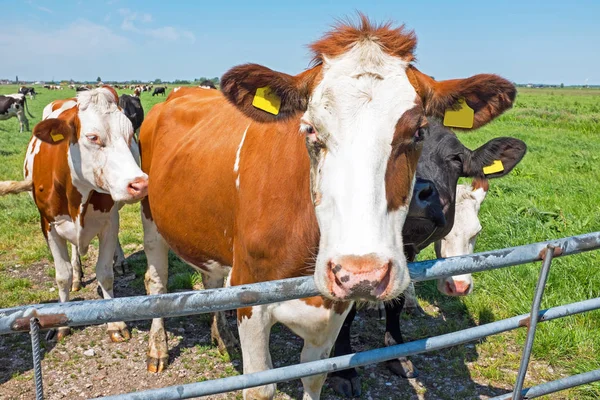 Kor Ängen Landsbygden Från Nederländerna — Stockfoto