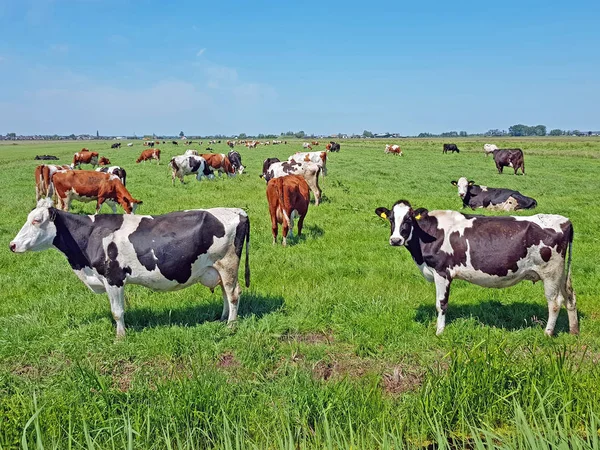 Krowy Łące Okolicy Holandii — Zdjęcie stockowe