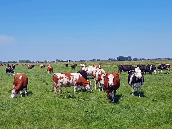 Mucche Nel Prato Campagna Dai Paesi Bassi — Foto Stock