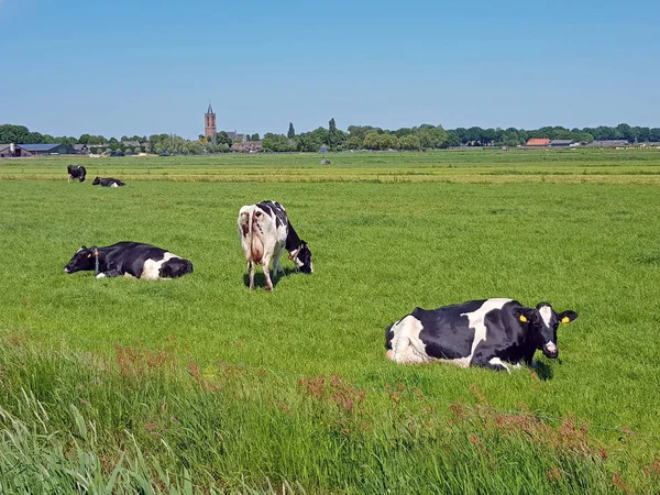 オランダから田舎の草原で牛 — ストック写真