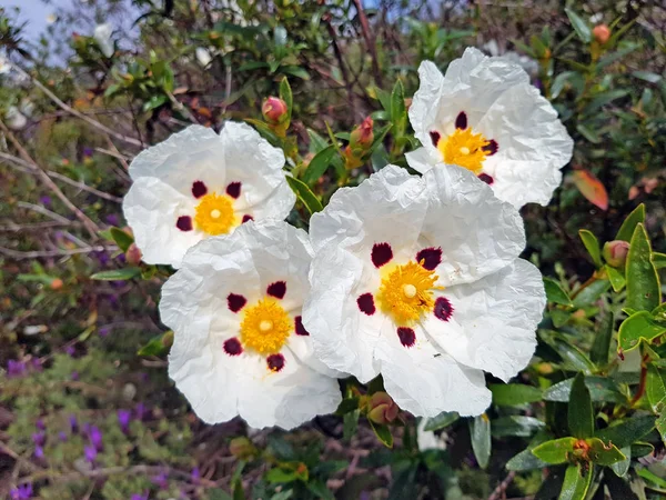 Blossoming Gum Rock Rose Cistus Ladanifer Heath Fields Alentejo Portugal — Stock Photo, Image