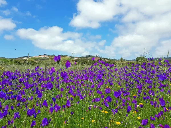 Lavanda Selvagem Florescente Campo Portugal — Fotografia de Stock