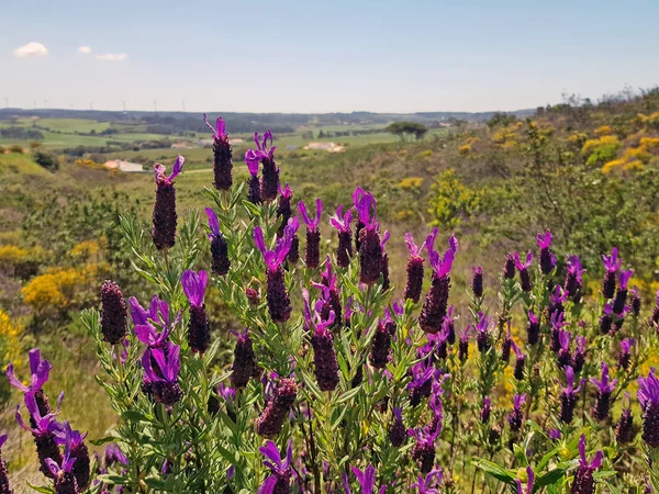 Blossoming Wild Lavender Countryside Portugal — Stock Photo, Image