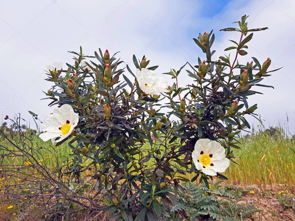 Blossoming gum rockroses - cistus ladanifer in the heath fields from Alentejo in Portugal
