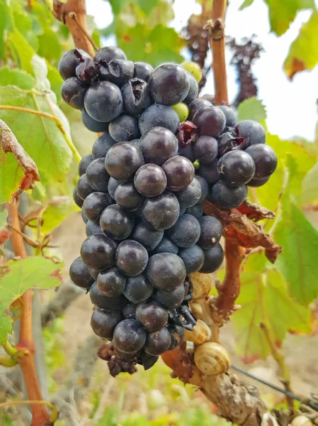 Raisins Bleus Mûrs Prêts Être Récoltés Campagne Portugal — Photo