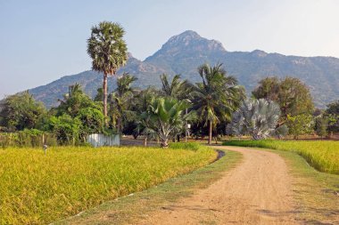 Dağ Arunachala Tiruvannamalai Tamil Nadu Hindistan antik kutsal yeryüzündeki en eski dağ denir ve modern araştırma Arunachala daha eski olduğunu onaylamıştır Himalaya's ve en eski dağ o gerçekten de birini