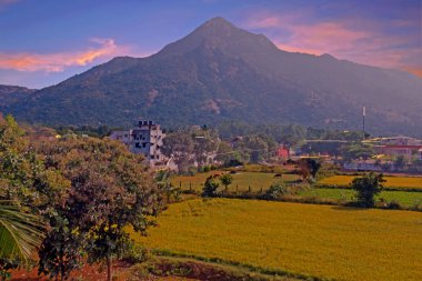 Dağ Arunachala Tiruvannamalai Tamil Nadu Hindistan antik kutsal yeryüzündeki en eski dağ denir ve modern araştırma Arunachala daha eski olduğunu onaylamıştır Himalaya's ve en eski dağ o gerçekten de birini