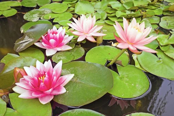Blossoming Lotus Flowers Pond — Stock Photo, Image
