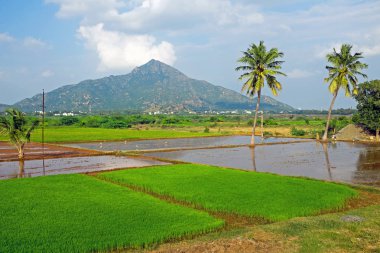 Dağ Arunachala Tiruvannamalai Tamil Nadu Hindistan antik kutsal yeryüzündeki en eski dağ denir ve modern araştırma Arunachala daha eski olduğunu onaylamıştır Himalaya's ve en eski dağ gerçekten birini 