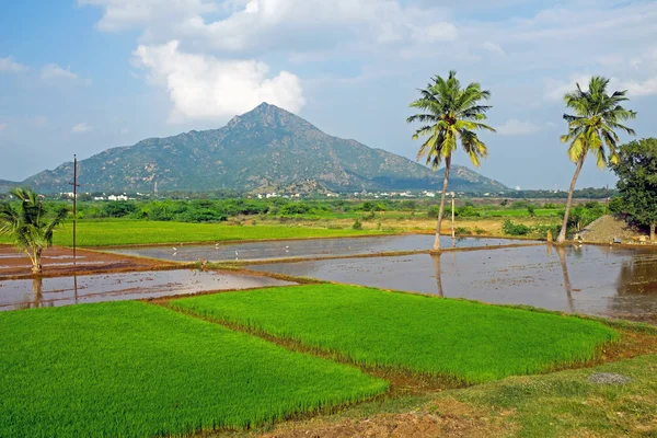 Βουνό Arunachala Tiruvannamalai Ταμίλ Ναντού Ινδία Αναφέρεται Στις Αρχαίες Γραφές — Φωτογραφία Αρχείου