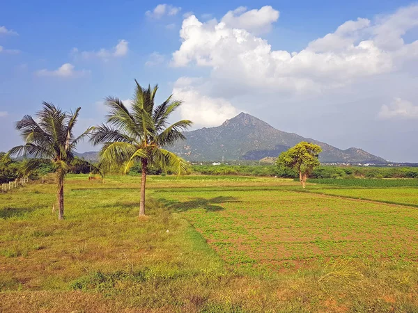 Montagne Arunachala Tiruvannamalai Tamil Nadu Inde Est Considérée Dans Les — Photo