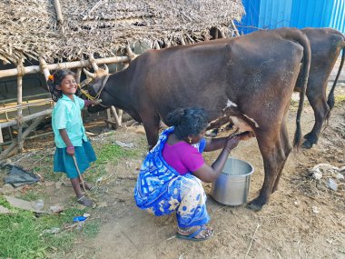 Tiruvanamalai, Hindistan - 20 Aralık 2018: bir eski moda şekilde Tiruvanamalai, Hindistan'da inek sağım