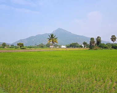 Kutsal dağ Arunachala, Tiruvanamalai Hindistan dünyadaki en eski dağ