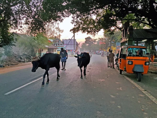 Tiruvanamalai India Enero 2019 Escena Callejera India Atardecer — Foto de Stock