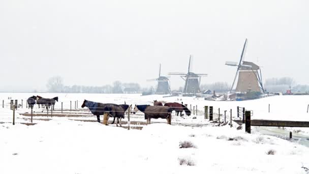 Снежная Местность Нидерландов Зимой — стоковое видео