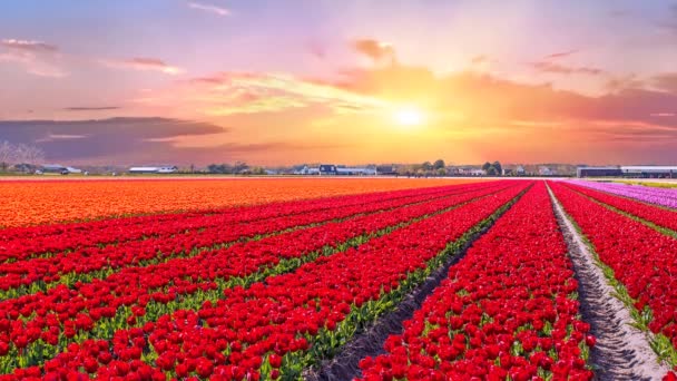 Gün Batımında Hollanda Kırsal Çiçek Açması Lale Alanlara — Stok video