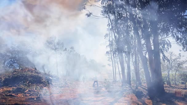 Incendi Boschivi Portogallo — Video Stock