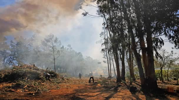 Incendi Boschivi Portogallo — Video Stock