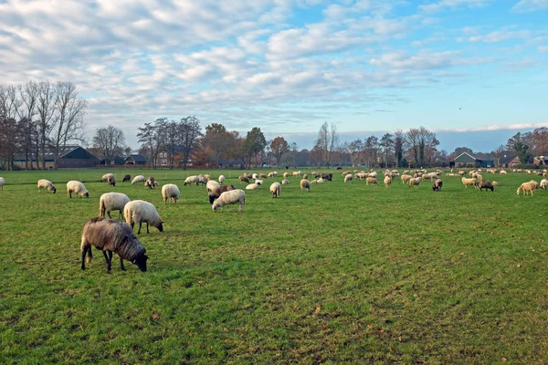 Moutons Campagne Des Pays Bas — Photo