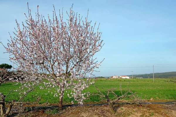 Amandier en fleurs au printemps dans la campagne de Portuga — Photo
