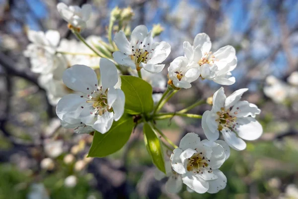 Flor de cerezo en primavera en Portugal —  Fotos de Stock