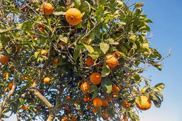 Orange tree in the countryside from Portugal — Stock Photo, Image