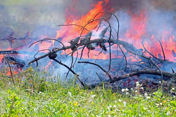 Feu dans la forêt — Photo