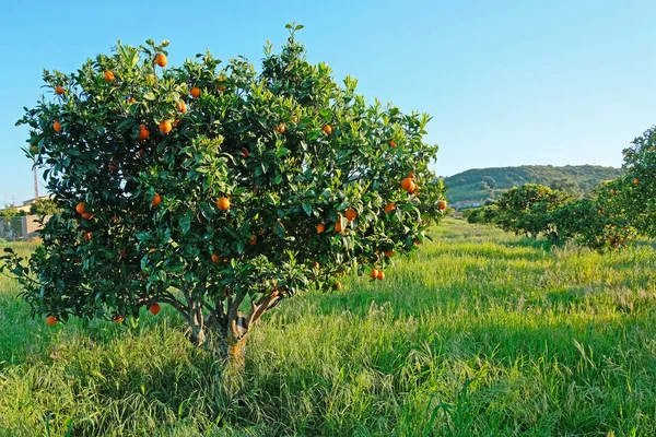 Pomarańczowe drzewa w okolicy z Portugalii — Zdjęcie stockowe