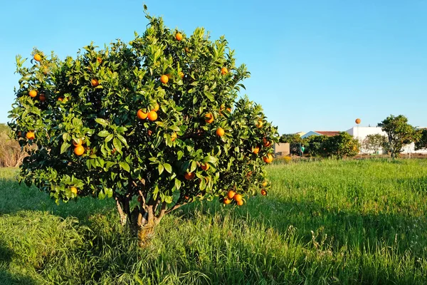 Апельсиновое дерево в сельской местности Португалии — стоковое фото
