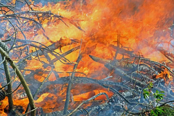 森林失火 — 图库照片