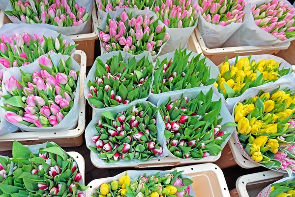 Bloeiende tulpen te koop in Amsterdam Nederland — Stockfoto