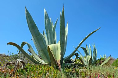 Alentejo Portekiz alanlardan aloe tesisi