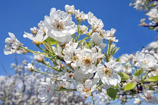 Flor de cerezo en primavera en Portugal —  Fotos de Stock
