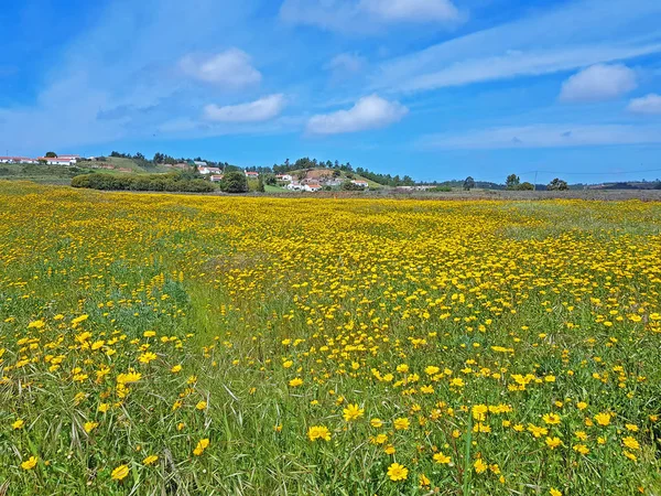 Printemps à la campagne depuis le Portugal — Photo