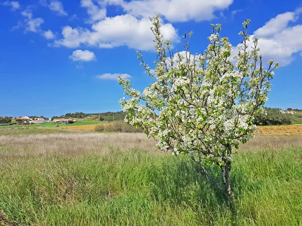 Spring in the countryside from Portugal — Stock Photo, Image