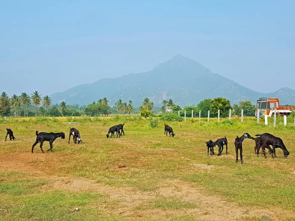 De heilige berg Arunachala in Tiruvanamalai Tamil Nadu India — Stockfoto