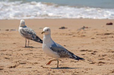 Atlantik Okyanusu'nda sahilde martı