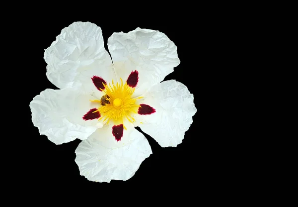 Ο βράχος της τσίχλες (Cistus ladanifer) στην ύπαιθρο από την Πορτογαλία — Φωτογραφία Αρχείου