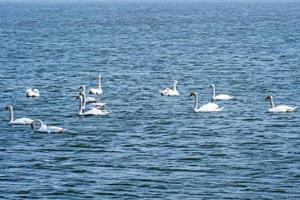 一群天鹅在荷兰的湖中游泳 — 图库照片