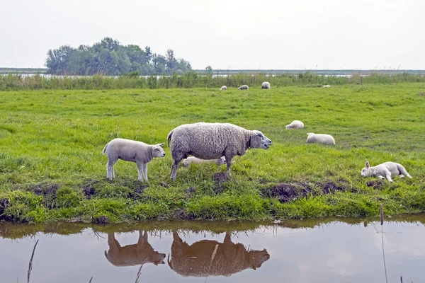 Pecore in campagna dai Paesi Bassi — Foto Stock
