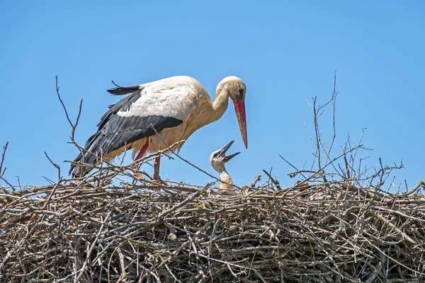 Anya a baba gólyák a fészek Portugáliában — Stock Fotó
