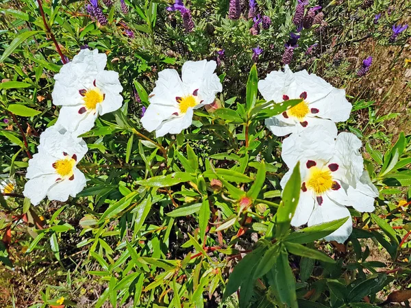 Gum rockrose (cistus ladanifer) in the fields of Alentejo in Por — Stock Photo, Image