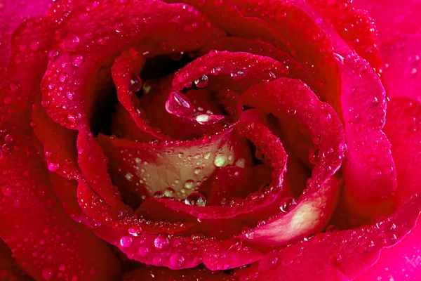 Rose rouge en fleurs sur fond blanc — Photo