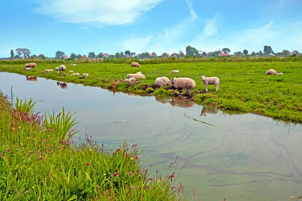 Vue typique sur la campagne hollandaise depuis les Pays-Bas — Photo