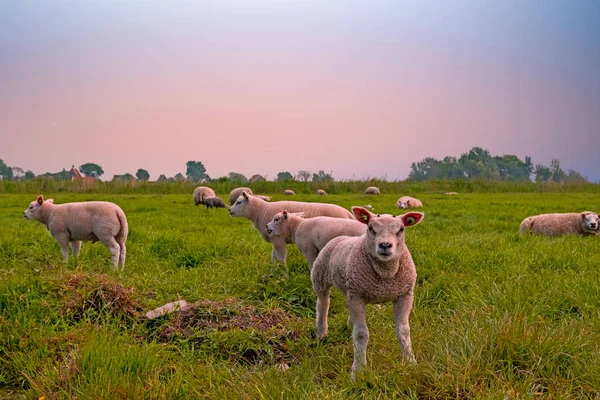 オランダの春の草原の子羊 — ストック写真