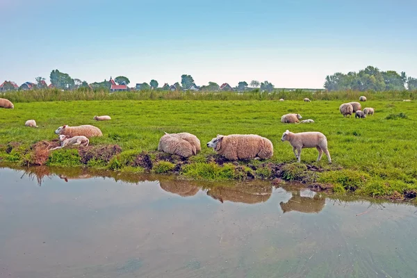 Fåren på landsbygden från Nederländerna — Stockfoto