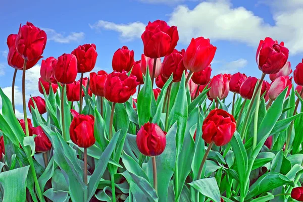 Des tulipes rouges en fleurs dans les champs — Photo