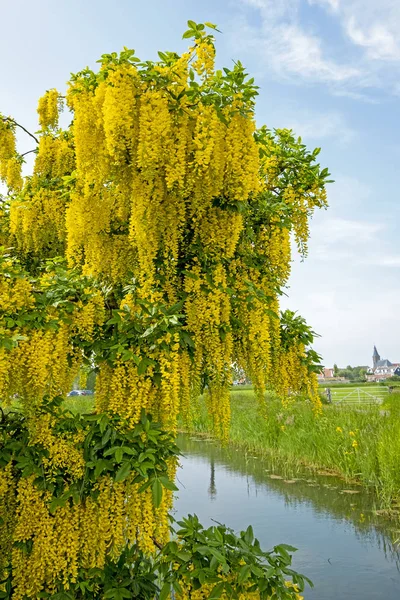 Hollanda i kırsal çiçek açan altın yağmur — Stok fotoğraf