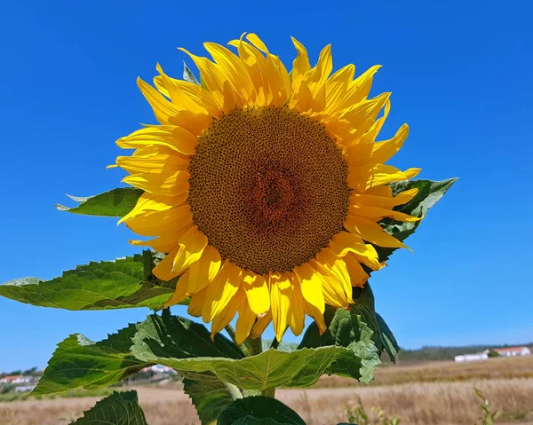 Beautiful sun flower in the fields from Portugal
